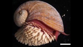 Facts: The Scaly-Foot Snail