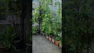 It's raining cats \u0026 dogs at Tangail 22.06.2024 10:50 | Explore with Asad is live! #explorewithasad