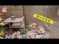 平安夜黄金鼠gaku被媽媽坑兩次 hamster gaku 2nd xmas eve.