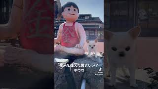 伝説のおやつヶ島を夢見る チワワの『めめ』#shorts