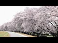 八千代河川敷 桜 高崎市