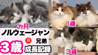 赤ちゃんから成猫になれたのか〜？ノルウェージャンフォレストキャット３歳！成長記録