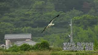 鳴門コウノトリ 2024/06/24 撮影 成長記録 徳島県鳴門市