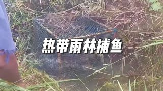 在热带雨林捕鱼就像是开盲盒，既惊险又刺激#户外 #捕鱼 #钓鱼