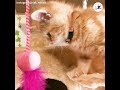 コレはなんだにゃ❓ 新しいおもちゃには慎重になっちゃうニャンコの行動がかわいい💕🐱 【peco tv】