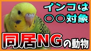 インコと相性最悪【同居できないペットたち】鳥類は○○対象　/Budgerigar