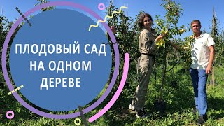 Обзор плодовых деревьев с несколькими прививками на одном дереве в питомнике «ПОИСК