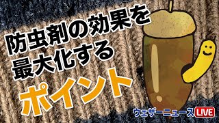 防虫剤の効果を最大化するポイント