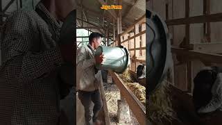 Fermentasi janggel jagung