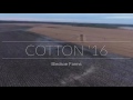 defoliating cotton 2016