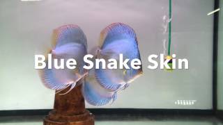 Blue Snake Skin Discus