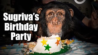 Sugriva the Chimpanzee's Birthday Party | Myrtle Beach Safari