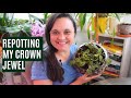 Repotting a Macodes petola: Step-by-step guide to a new setup for your jewel orchid