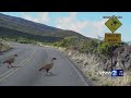 National Park Service: Nēnē fatalities prompt warning for drivers to slow down, watch for wildlife