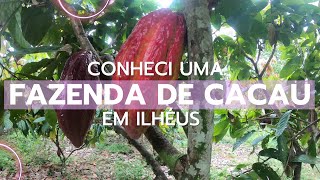 Visita a Fazenda de Cacau em Ilhéus