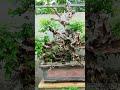 Wonderful Bonsai Videos #shorts #shortsvideo #bonsaitree #tutorial #garden #tree #nature #plants