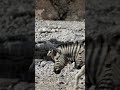 springboks and zebra in etosha national park namibia.