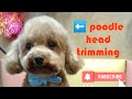 Dog grooming course series#15 [poodle head trimming]