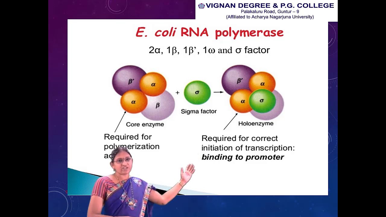 RNA POLYMERASE STRUCTURE AND FUNCTIONS - YouTube