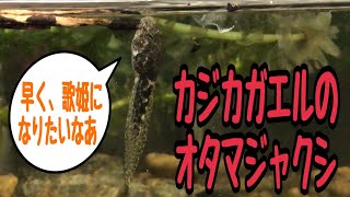 【清流の歌姫】カジカガエルのオタマジャクシを発見‼️飼育下での独特の生態、行動を詳しく紹介します🐸