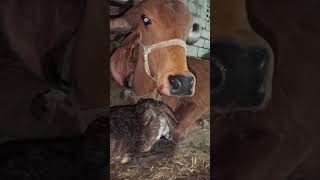 દેશી ગાય  Best Cow Video 2025 | Uma Farm  #Cow #Gaumata #Gujarat #DesiCow #vairalshort