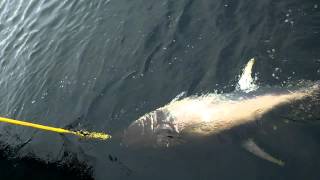 400 LB Bluefin Tuna released from Rosguill 10 Oct 15