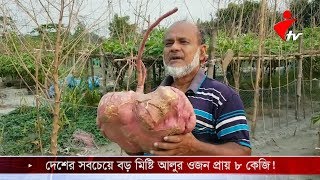 দেশের সবচেয়ে বড় মিষ্টি আলু, যার ওজন প্রায় ৮ কেজি!