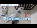 小さな救命士ぴっちゃんです🚑