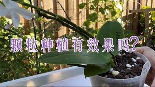 June 19, 2023 颗粒种植，能与水苔相比？清新脱俗的四季彩虹蝴蝶兰Phalaenopsis Four Rainbows