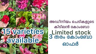 അഡീനിയം ചെടികളുടെ കോംബോ ഓഫർ #adinium #superoffer 7907299850