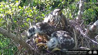 20200517 鳳頭蒼鷹育雛直播回顧－清理食繭 Crested Goshawk Nest Cam, Taipei, Taiwan