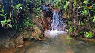 Natural Sound Of Mindfulness River  Indonesia Forest: Natural Relaxation for Mind and Soul