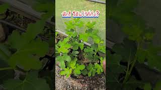 ฟิก (มะเดื่อฝรั่ง) 1ต้นไว้กี่กิ่ง? #fruit #fig #garden #ฟิก #มะเดื่อฝรั่ง