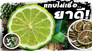 เช็คอาการด่วน..!! ให้นำมะกรูดมาทำสิ่งนี้  บอกหมด รู้แล้วถึงกับว๊าว.. | Nava DIY