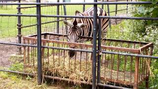 おびひろ動物園 2017.08.14 DSC 0049