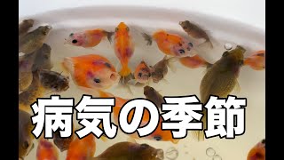 病気の季節がいち早くやってきました。金魚・めだか　塩浴方法