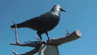 Home Town Spotlight: Belgrade's Giant Crow Stands Watch Over Community [VIDEO]