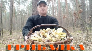 ЩЕДРІ ДАРИ ОСЕНІ. 12.11.2024Р. ПОЛІССЯ РІВНЕНЩИНИ,  КОШИК ОСІННІХ ГРИБІВ. ЗЕЛЕНИЦІ, ПІДЗЕЛЕНКИ...