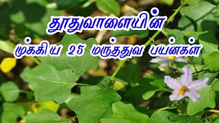 தூதுவாளை- முக்கிய 25 மருத்துவ பயன்கள் - thuthuvali useage in Tamil