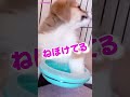 ピンチ！手が取れない #コーギー #corgi #shorts