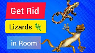 How to Get Rid of Lizards | Effective Methods for Removing Lizards from Your Home