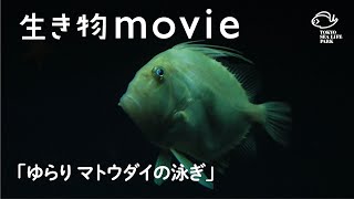 ゆらり マトウダイの泳ぎ／生き物movie