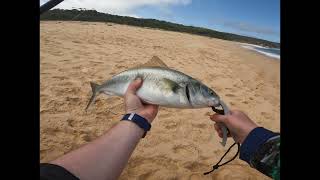 Fishing Merimbula  (BEST SALMON SESSION IVE EVER HAD)