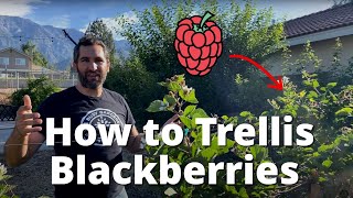 How to Trellis Blackberries | 2 Wire Trellis for Blackberry, Raspberries, Boysen