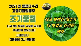 작고못생긴배추가 맛있고 건강한 배추