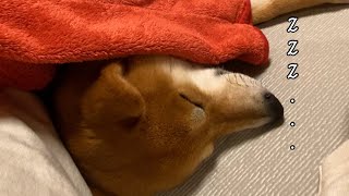 兄ちゃんと添い寝する柴犬 Shiba Inu sleeping with her brother