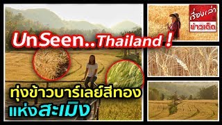 ทุ่งข้าวบาร์เลย์สีทอง แห่งสะเมิง แหล่งท่องเที่ยวสุดอันซีนแห่งใหม่ ของเมืองไทย