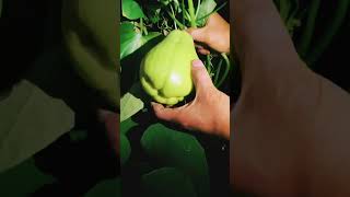 一斤多重的佛手瓜，你見過嗎？#shots  #short #shortsvideo #fruit