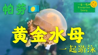 与黄金水母一起游泳是什么体验 - 帕劳 Palau 2  with golden jellyfish  零距離接觸黃金水母 帛琉2