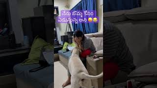 bheema బొమ్మ కోసం ఏడుస్తున్న అని తెచ్చి ఇస్తున్నాడు #shortsfeed #labrador #doglover #dogowner #pets